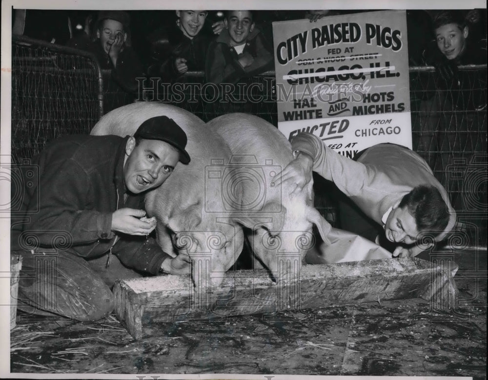 1953 Hal White &amp; Hots Michels Raised Their Pigs in Chicagp - Historic Images