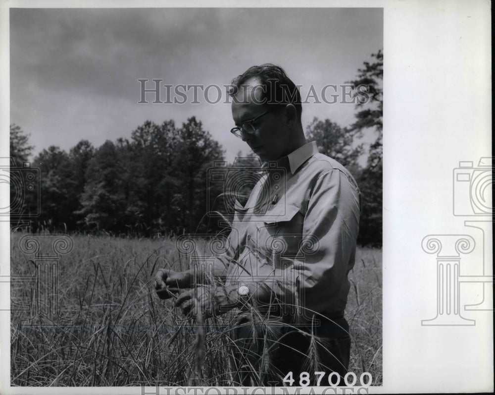 1964 Harry Mitchell examining wheat  - Historic Images