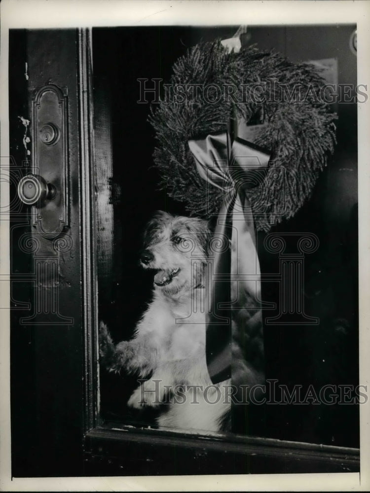 1945 Dog inside the door with a wreath.  - Historic Images