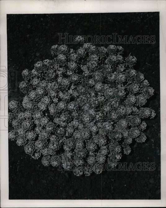 1958 Alyssum, Royal Carpet  - Historic Images