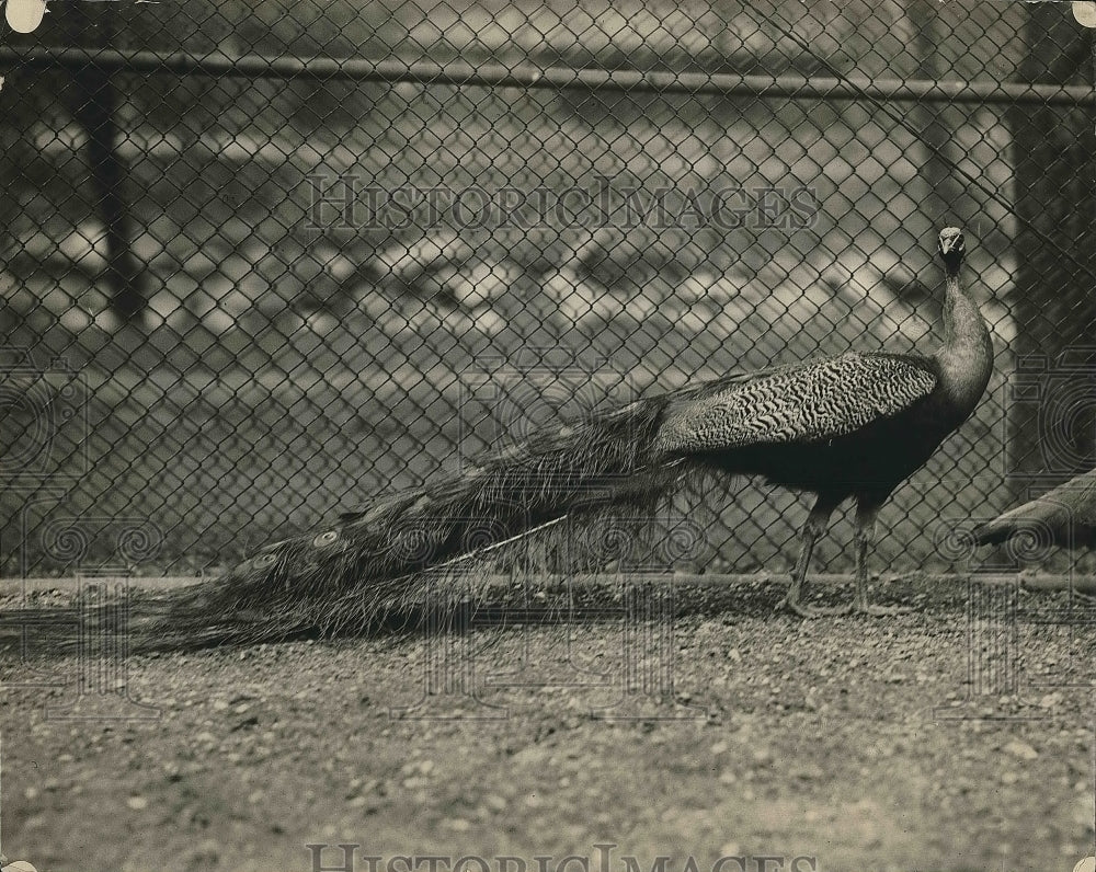 1923 Press Photo Peacock, Brookside Zoo - nea68359 - Historic Images