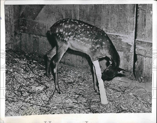 1946 Miss Siska has a broken right foreleg  - Historic Images