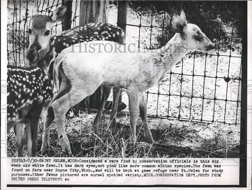 1954 Press Photo Six-week old white fawn, Saint Helen, Michigan - nea68680-Historic Images