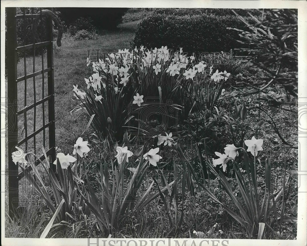 1955 Press Photo Flowers in bloom in a Cleveland garden - nea68695 - Historic Images
