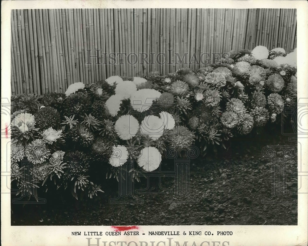 1960 Press Photo Mum flowers in bloom in a Cleveland garden - nea68696 - Historic Images