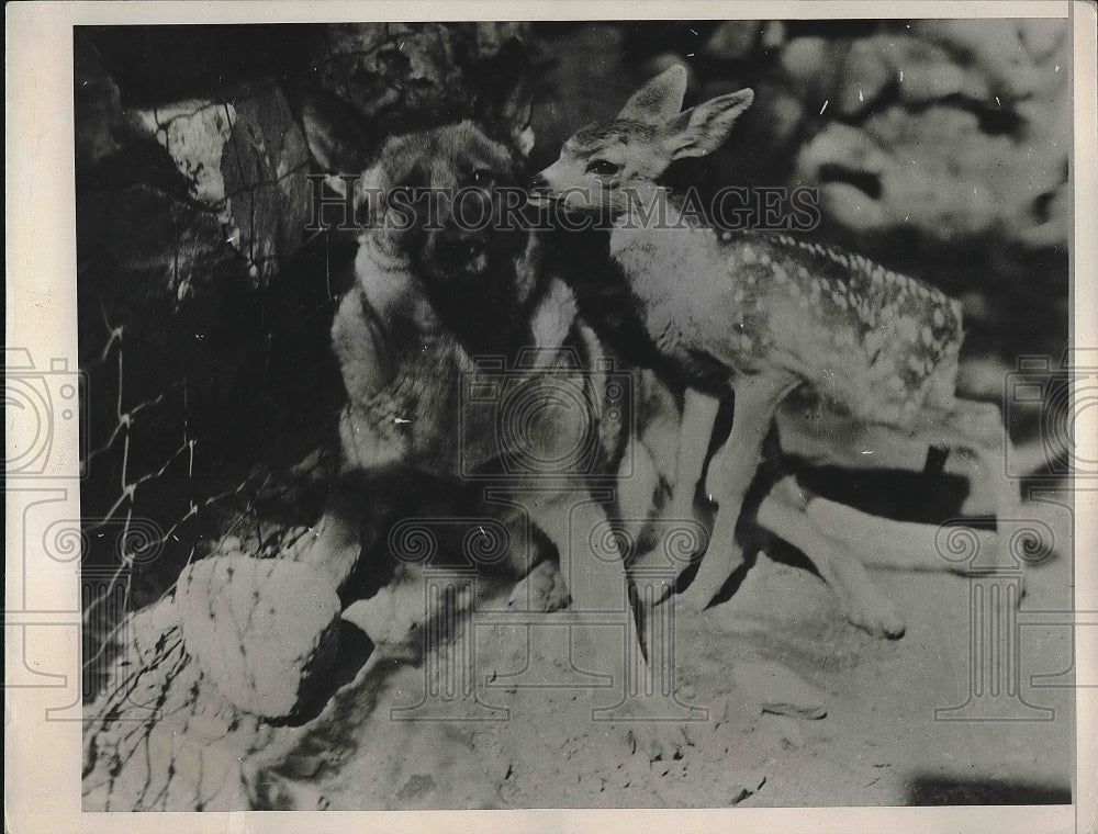 1936 Press Photo A baby dear cleaning a dog. - nea68887 - Historic Images