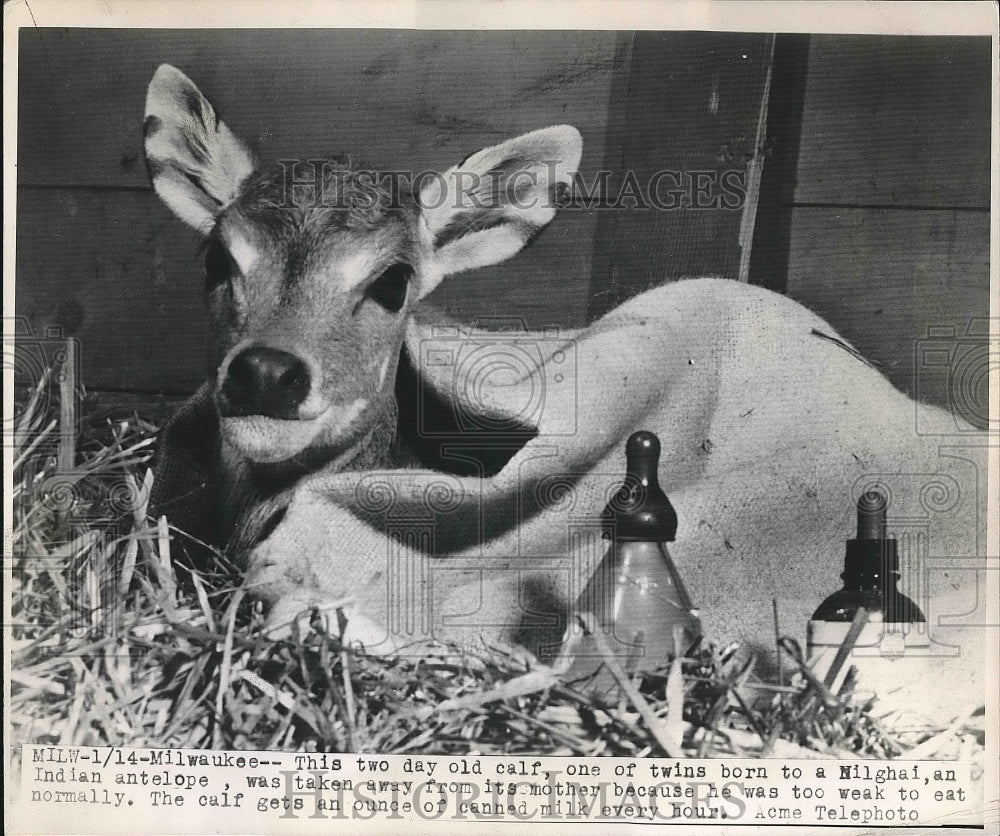 1948 Two Day Old Calf One Of Twins Drinking Canned Milk  - Historic Images