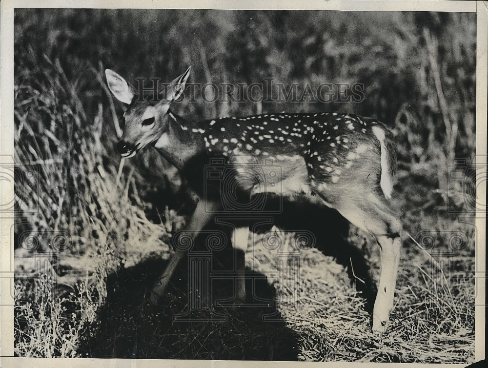 1934 Press Photo View Of Baby Fawn A Native In Glacier National Park In Montana - Historic Images