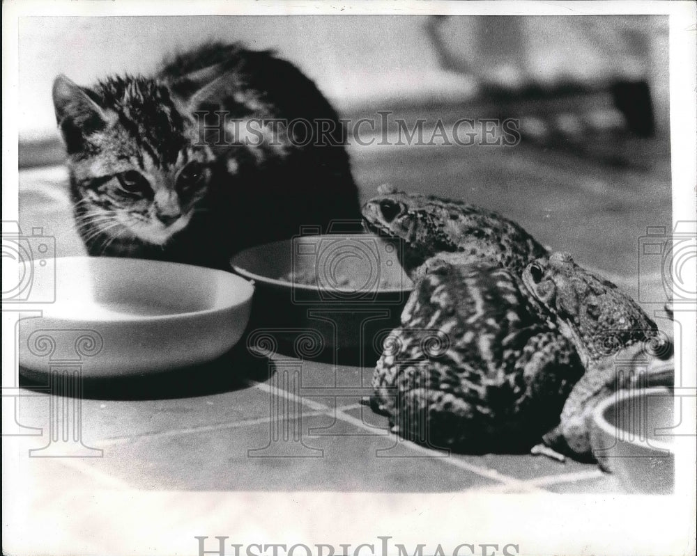 1968 Press Photo A small kitten and a toad at food bowl - nea68992-Historic Images