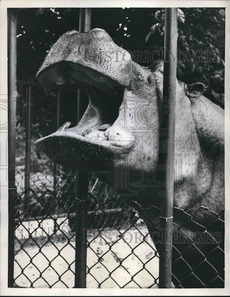 1959 A hippopotamus at the Copenhagen zoo  - Historic Images