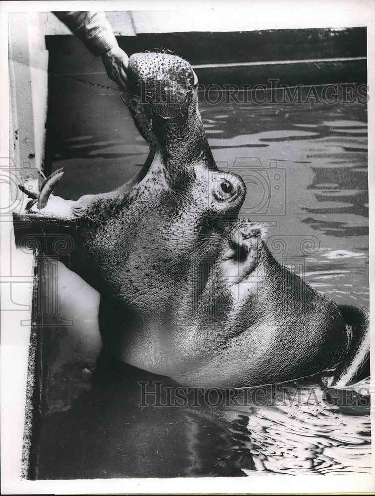 1960 Press Photo A hippopotamus at Chicago&#39;s Brookfield zoo - Historic Images