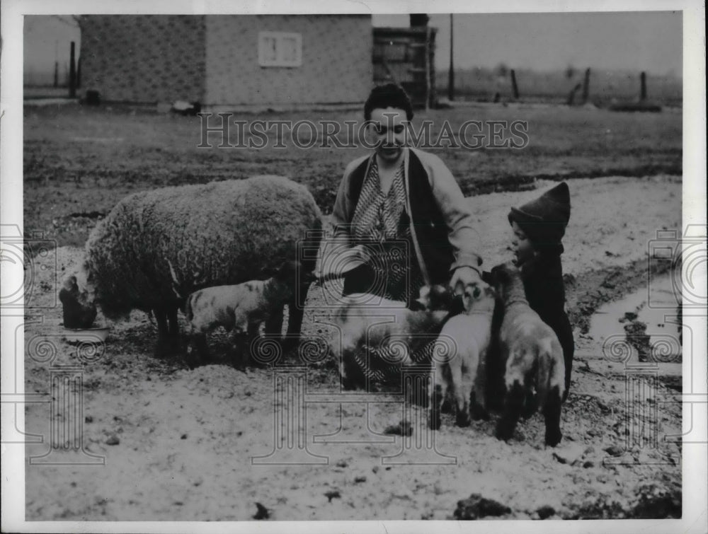 1943 Press Photo Nell Rose Hartwick Poses With Lambs &amp; Ewes - nea69531 - Historic Images