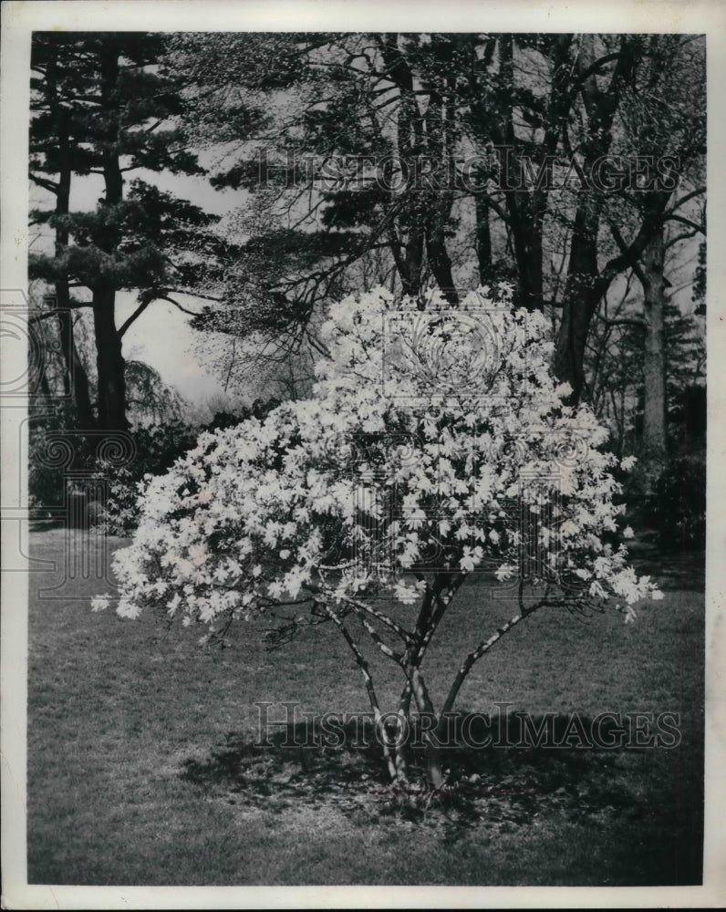 1962 Press Photo Flowering Tree - nea69798 - Historic Images