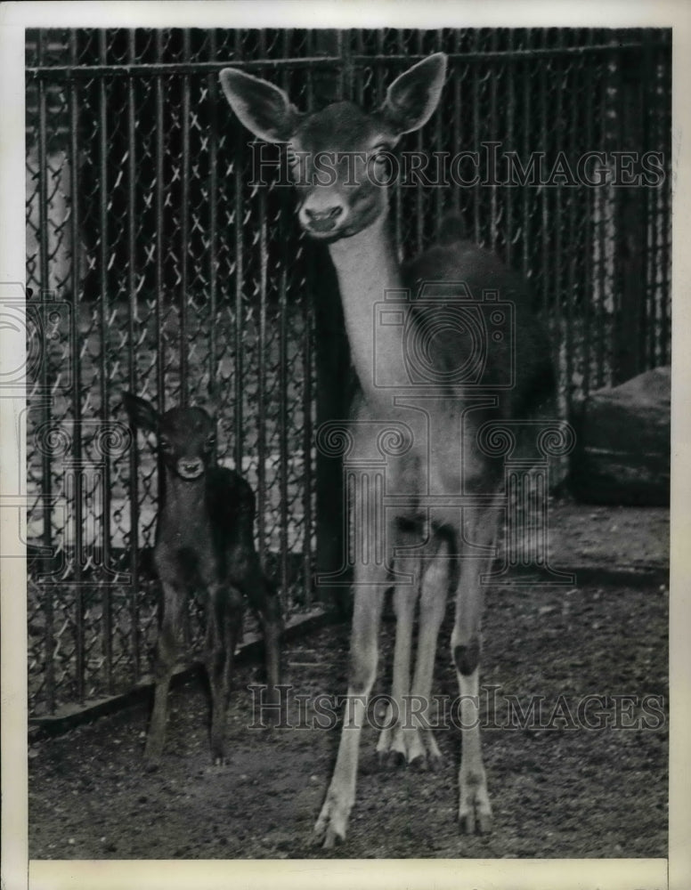 1947 A fallow deer & her fawn at Prospect Park zoo in NYC - Historic Images