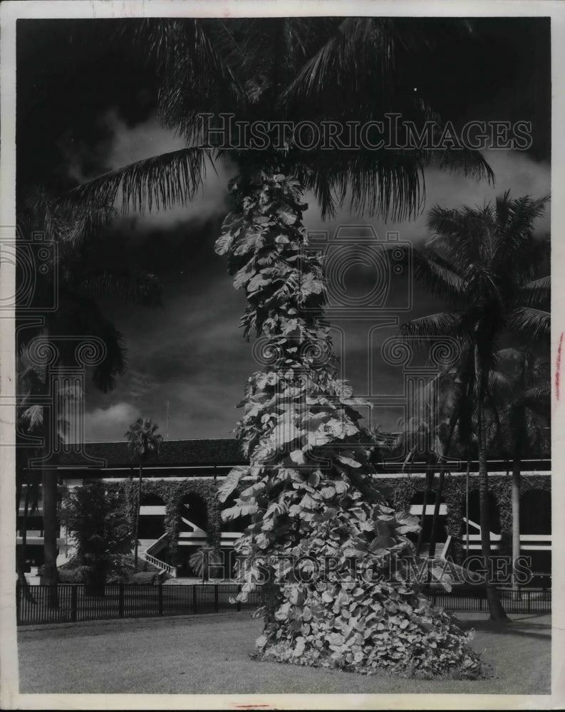 1961 A palm tree decorated as a Christmas tree  - Historic Images