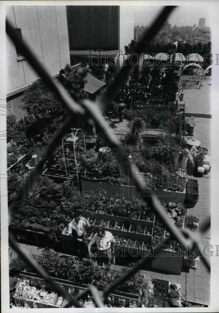 1968 Toyko&#39;s Palace hotels orchid farm on the roof  - Historic Images