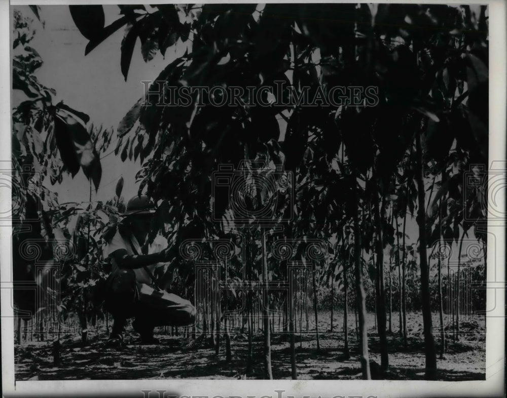 1943 Louis Mendes at the Instituto Agronomico de Norte, Belem Brazil - Historic Images