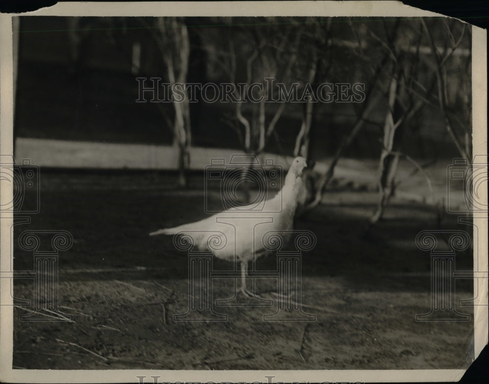 1924 The turkey Gov. Smith received for Thanksgiving  - Historic Images