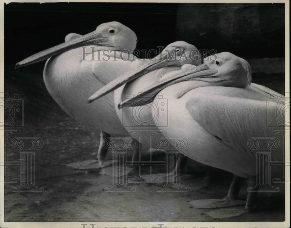 1974 Press Photo White Pelicans at the Brookfield Zoo, Chicago - nea70690-Historic Images