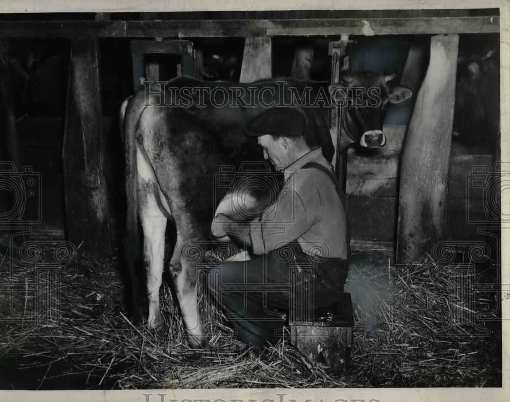1941 Nelson Chester milking cow  - Historic Images