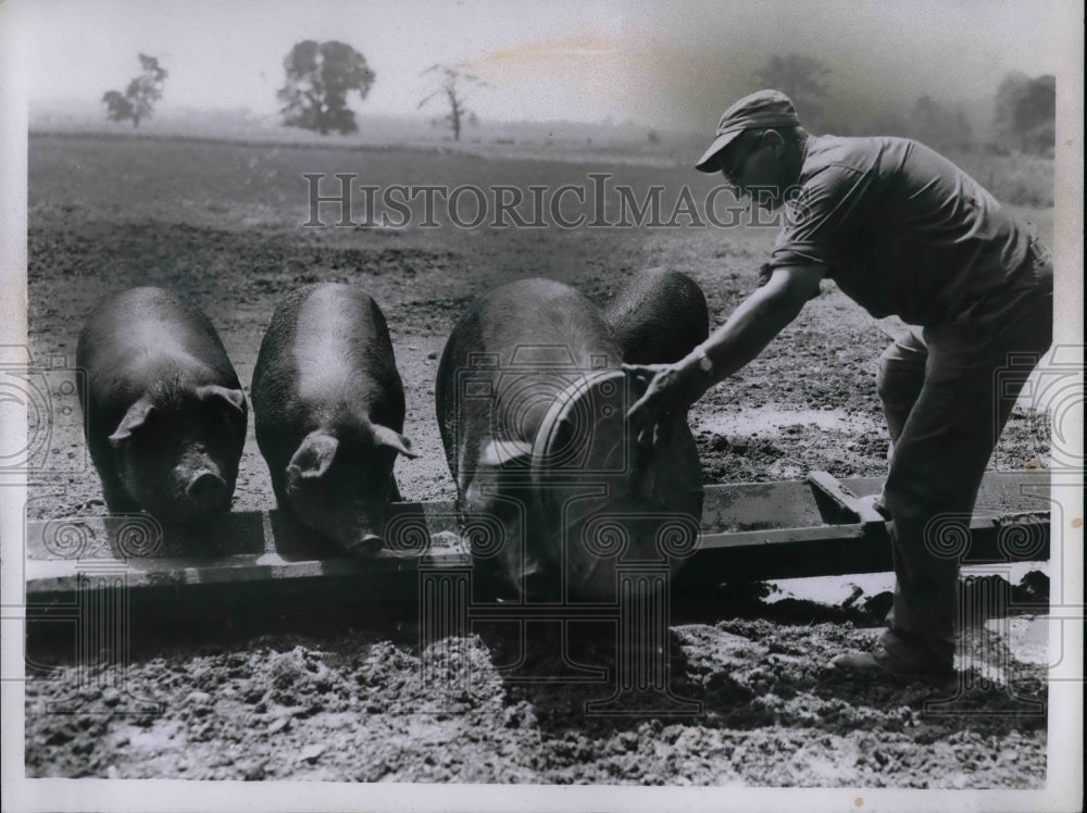 1956 Stub Langshaw feeds sows  - Historic Images