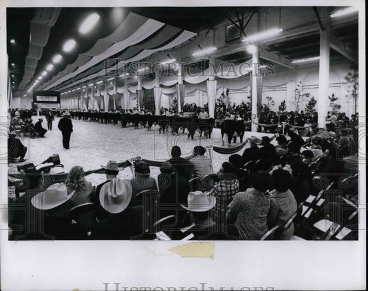 1970 Press Photo Yearling bulls await judging at Atlanta livestock competition - Historic Images