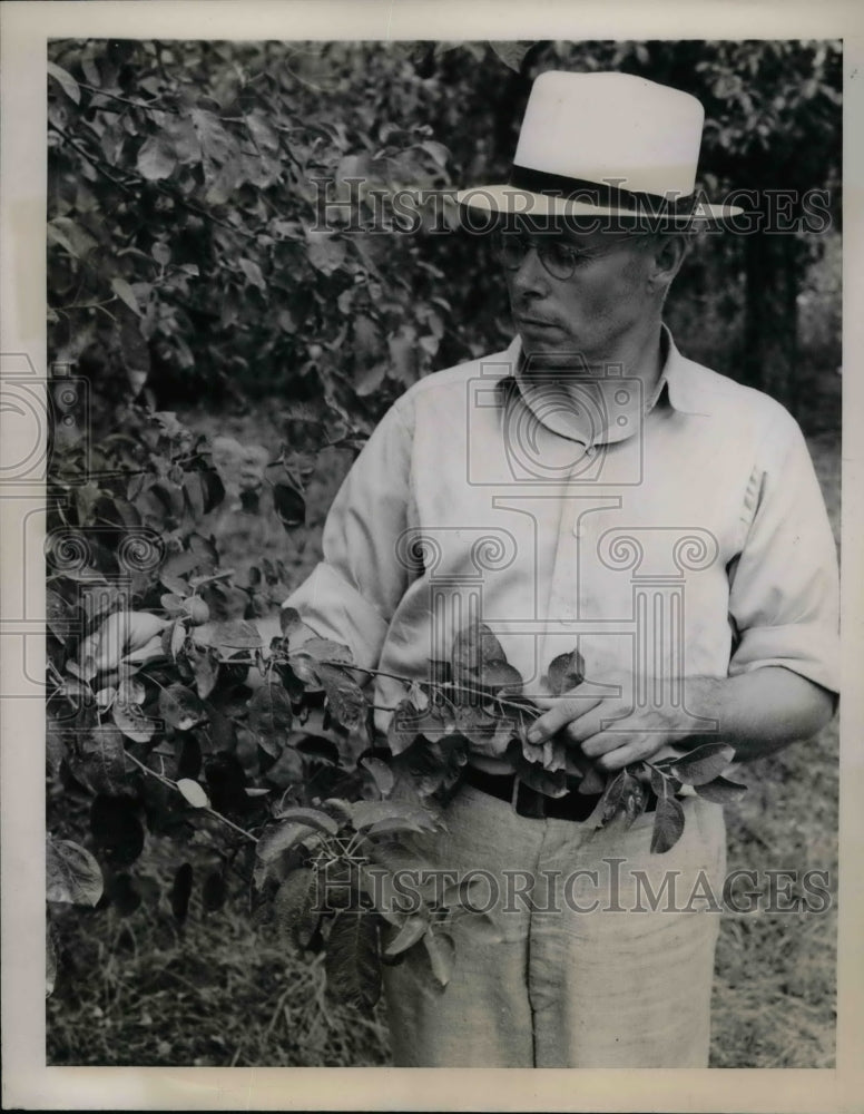 1939 Farmer M.G.Hurd shown fruit Trees suffer from drouth. - Historic Images