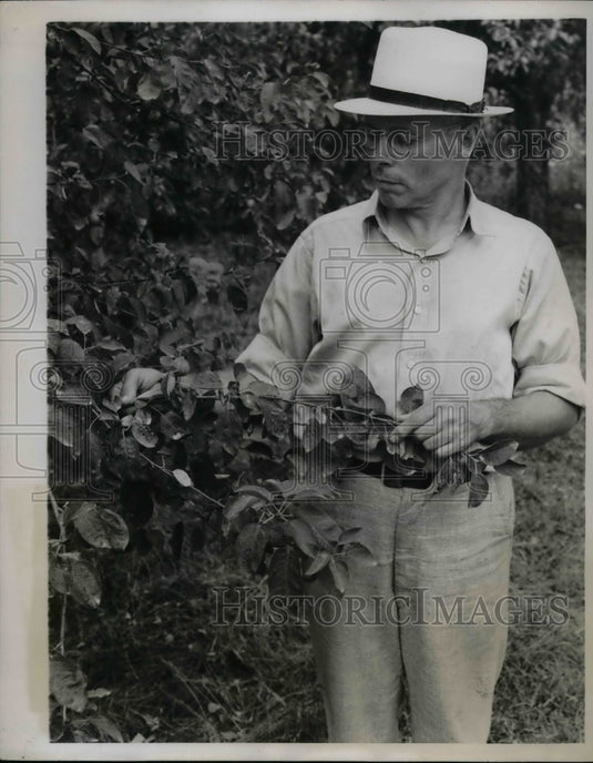 1939 Press Photo Farmer M.G. Hurd shown Fruit Tress suffer from drouth. - Historic Images