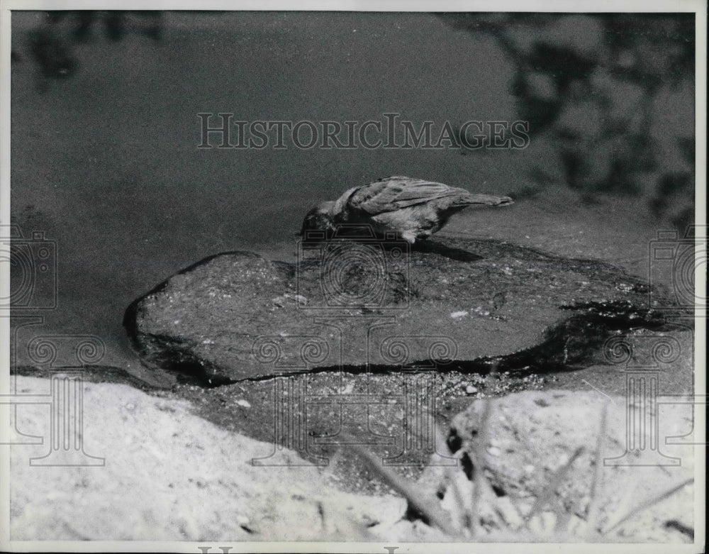 1969 A bird drinking from a pond in Central Park  - Historic Images