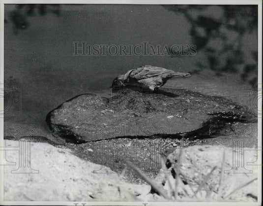 1969 A bird drinking from a pond in Central Park  - Historic Images