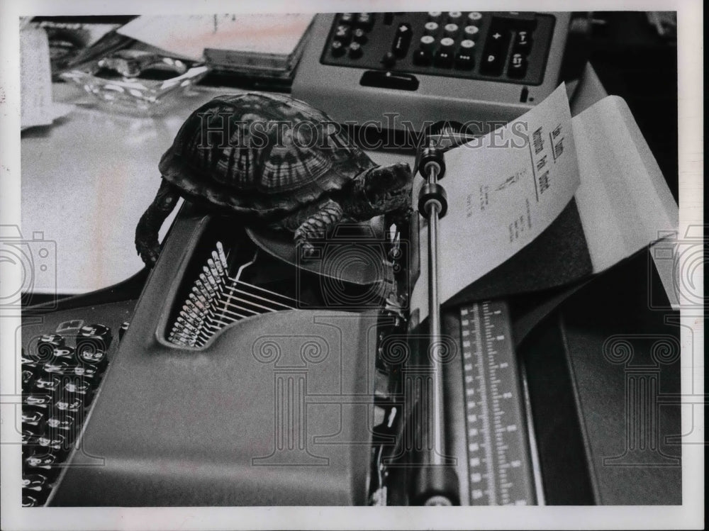 Press Photo Murphy the turtle belong to Janie Prime. Sec at Country Park Board - Historic Images