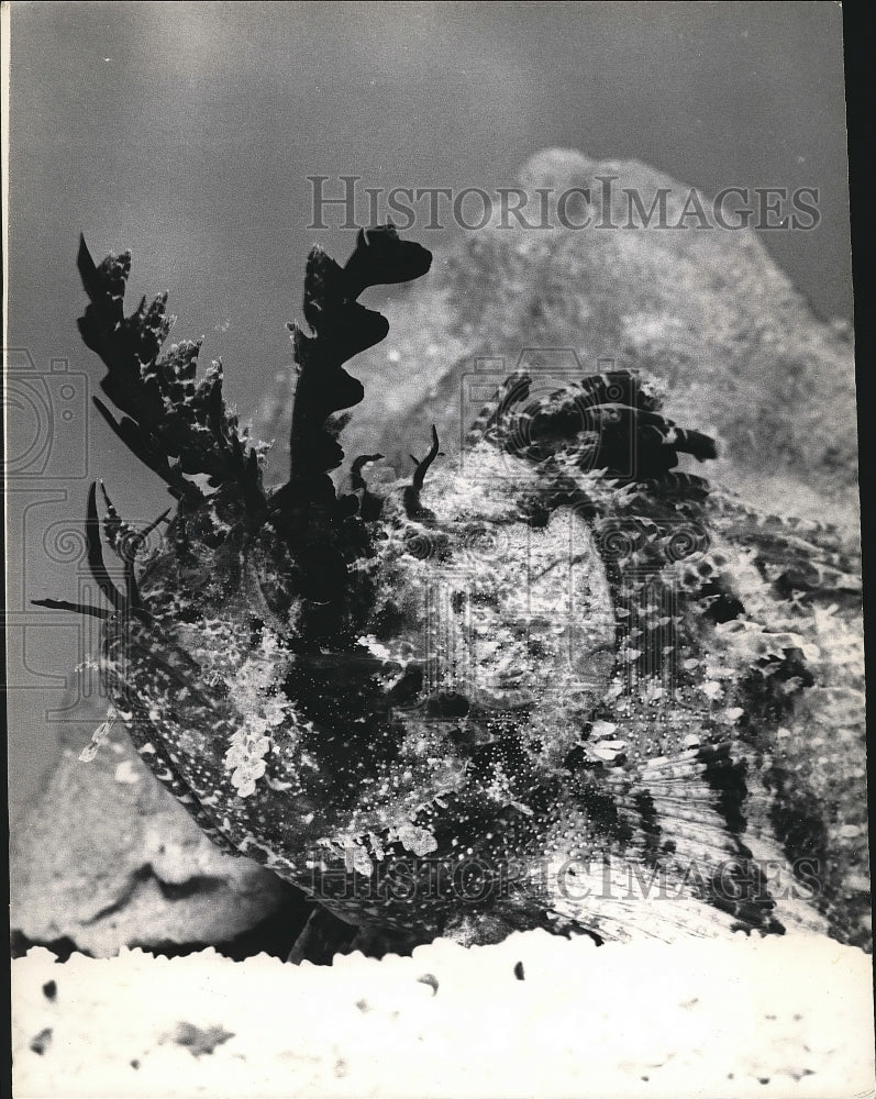1966 Face of Scorpion Fish Miami Seaquarium  - Historic Images