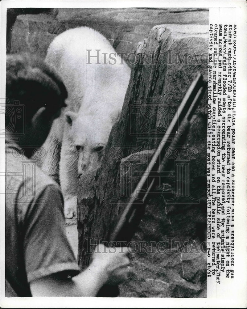 1969 Polar Bear and Zookeeper with Tranquilizer Gun Stare - Historic Images