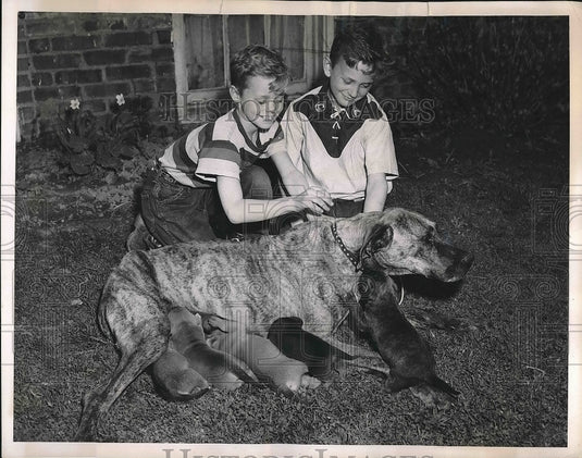 1950 Press Photo Charles Willings, Edward Schumann, Great Dane with Puppies-Historic Images