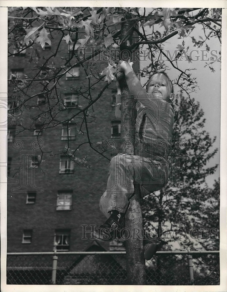 1957 Youngster climbs a tree on Arbor Day which was celebrated by - Historic Images