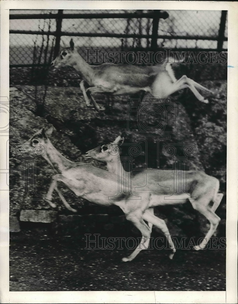 1939 Press Photo A fleet and Frisky buck bounds over other Deer. - nea71806 - Historic Images