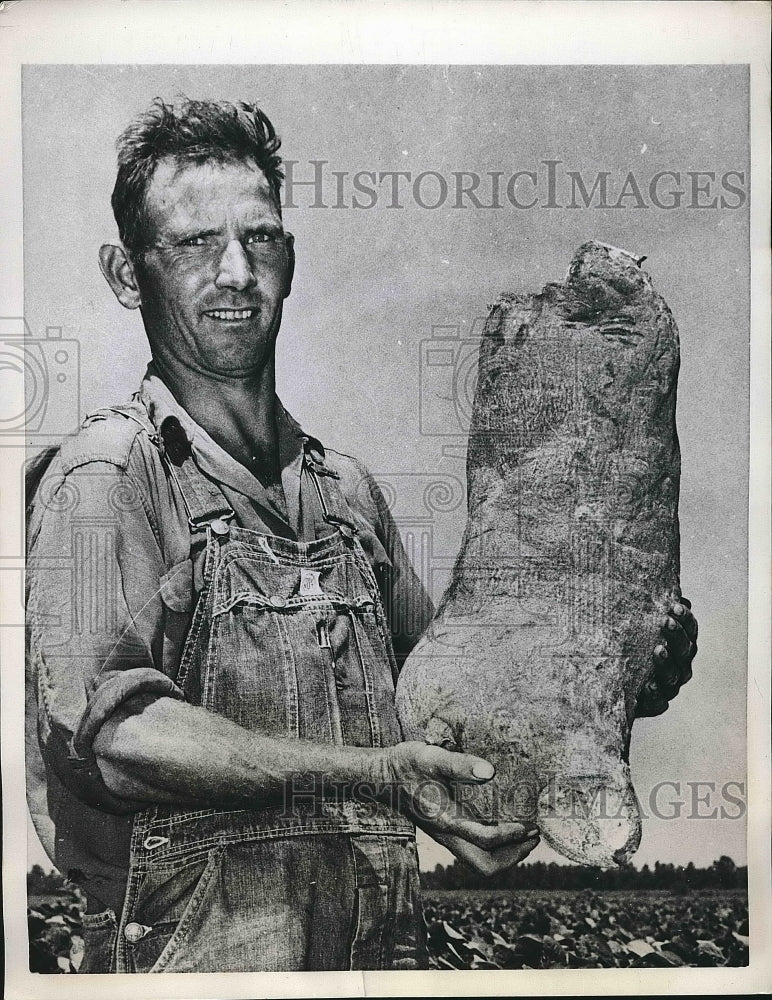 1957 Lepanto, Ark. Farmer Richard Haggard &amp; wild sweet potato - Historic Images
