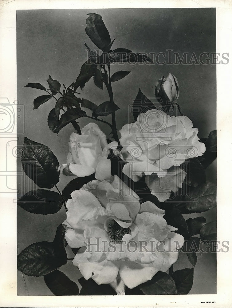 1951 Ellinor Le Grice an English Rose  - Historic Images