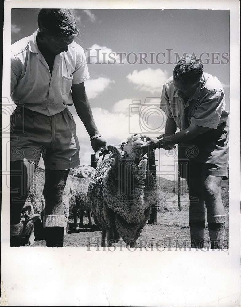 1962 Sheep King South Africa Bob Murray  - Historic Images