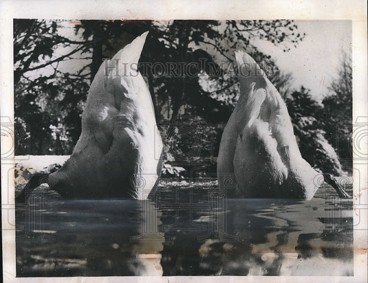 1947 Swans Diving for Food, Southend On Sea, Esssex, England - Historic Images