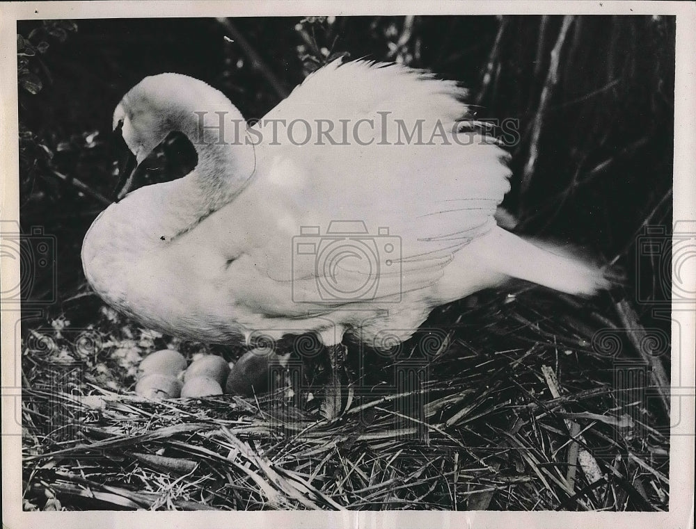 1936 Press Photo White Swan Crouching on Eggs - nea72567 - Historic Images