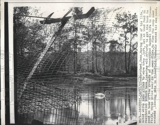 1957 Press Photo White Swan Gliding by Wire Trap at Wood Pond in Hartford - Historic Images