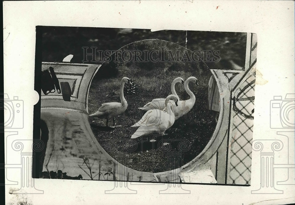 1931 White Swans  - Historic Images