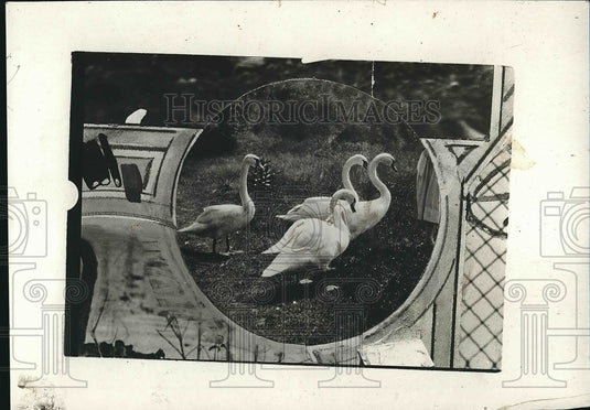 1931 White Swans  - Historic Images