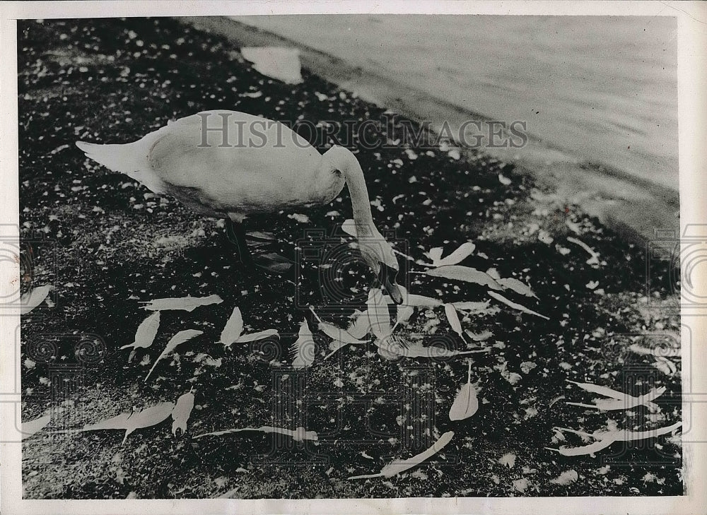 1937 Press Photo A swan in Regents Park London - nea72583-Historic Images