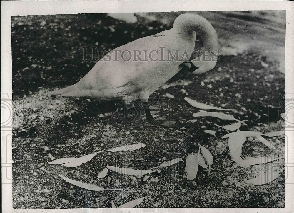 1937 A swan in Regents Park in London  - Historic Images