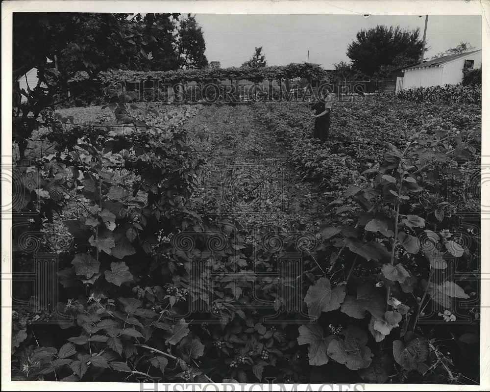 1942 Richard Holter's crops being overran with fast growing vines. - Historic Images