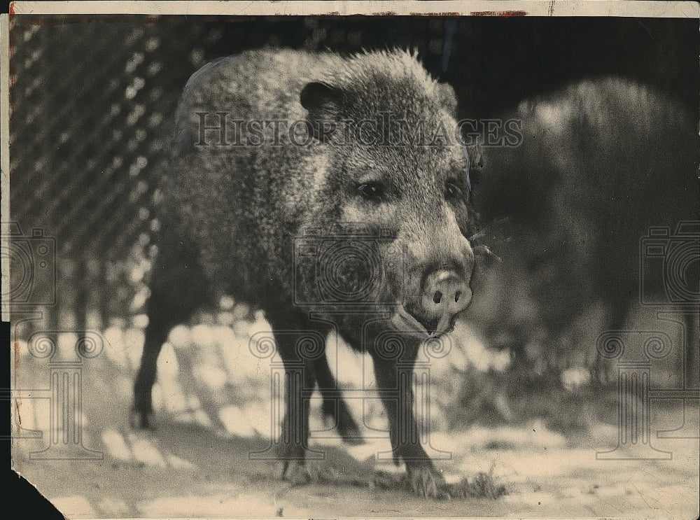 1924 Press Photo Wild Boar in Black Forests of Germany - Historic Images