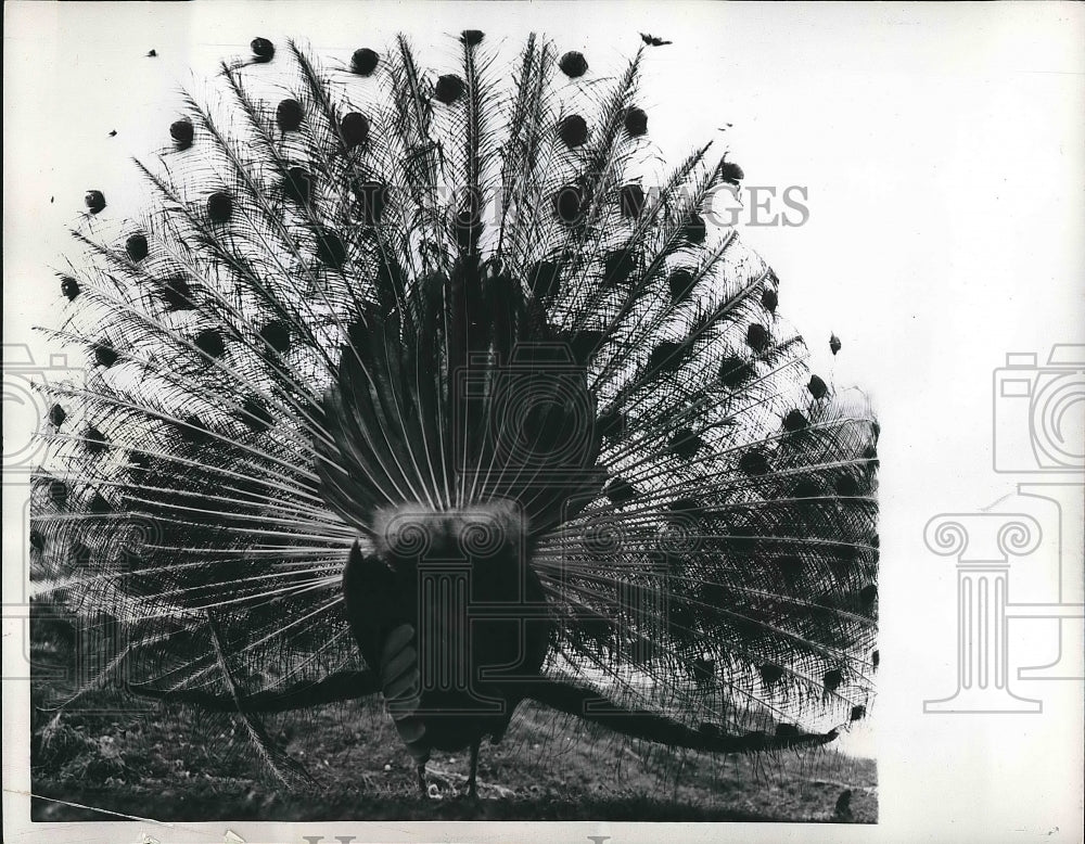 1959 Press Photo Proud Peacock seems to have lost his head - nea73150 - Historic Images