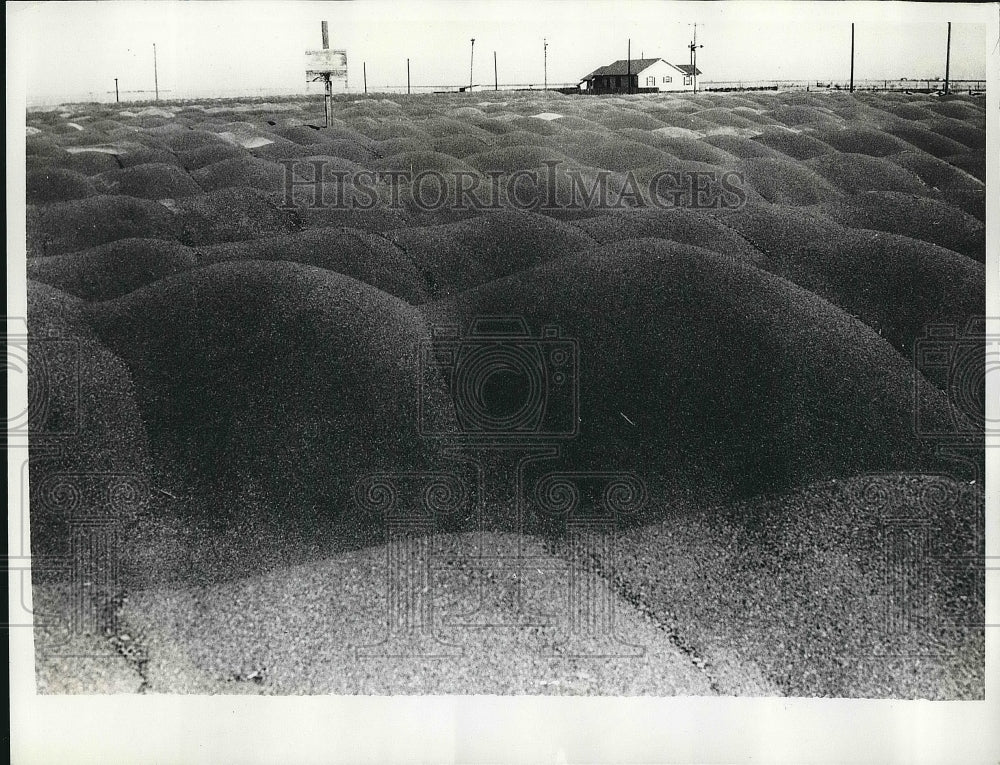 1962 Press Photo Grain piled up in Hart, Texas, operated by Billie Sol Estes - Historic Images
